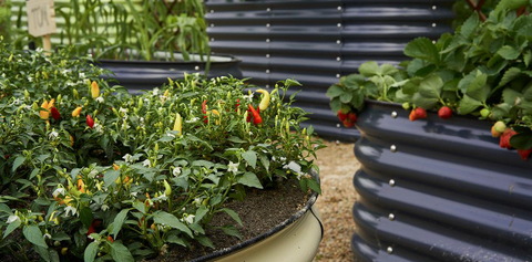 raised garden beds