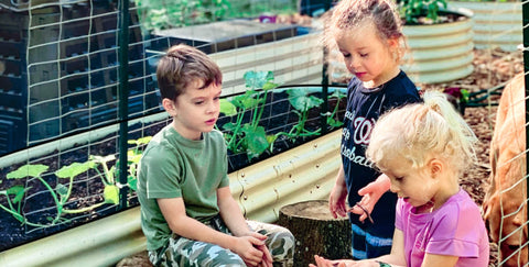 raised garden bed