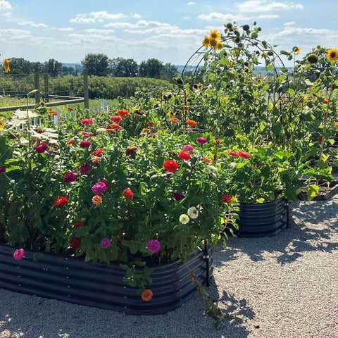 raised garden beds