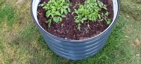 raised garden bed