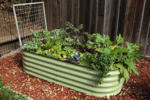 raised garden bed