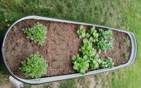 raised garden bed.