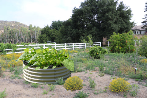 raised garden bed.