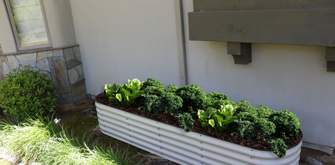 raised garden beds