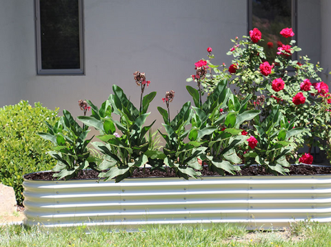 raised garden beds