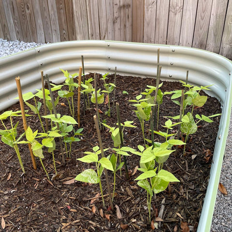 raised garden bed