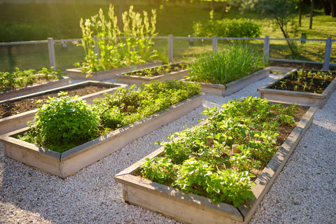 raised garden bed