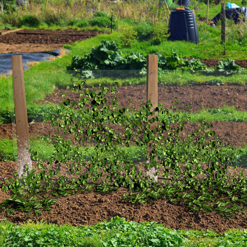 raised garden beds