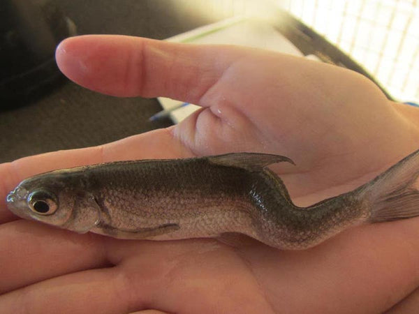 Contaminated and mutated fish