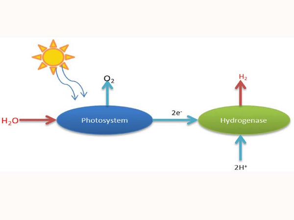 Schematic diagram of photoelectric catalytic direct decomposition of water to produce hydrogen