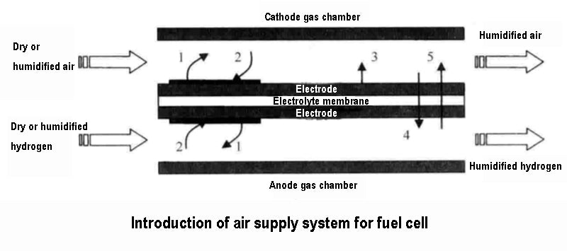 Water circulation inside PEMFC fuel cells