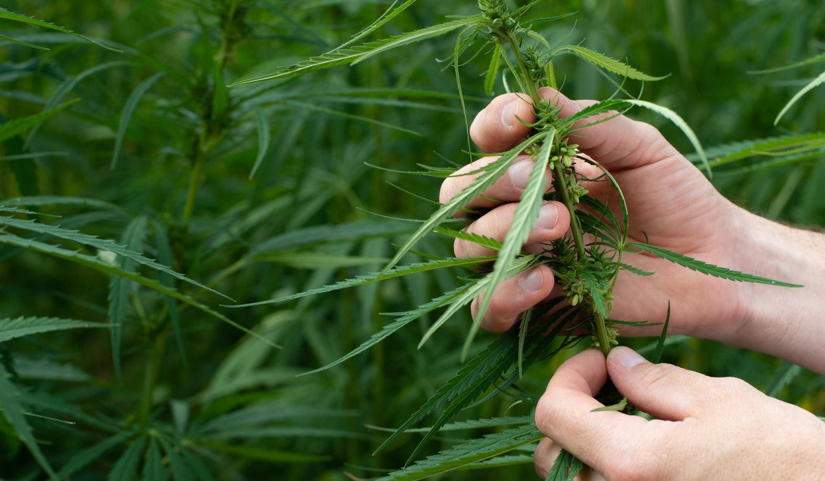 Man is harvesting marijuana outdoor