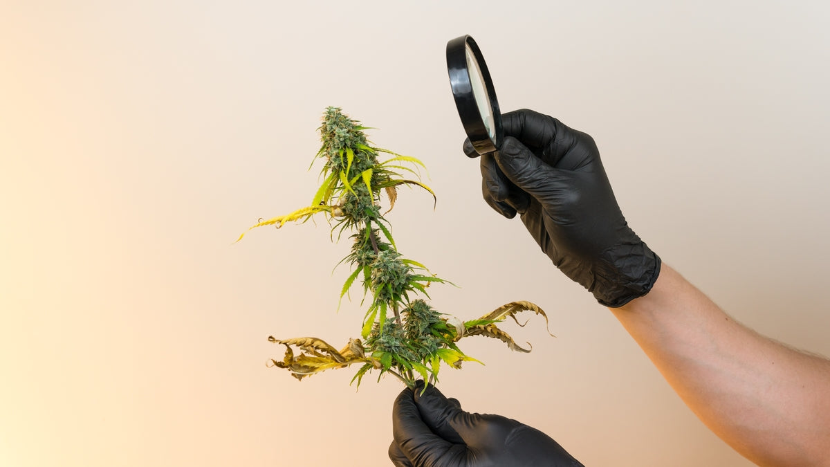 Marijuana under the loupe