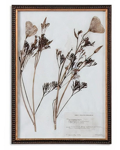 Botany Framed Print