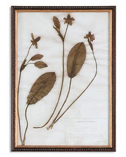 Botany Framed Print