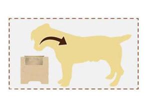 The picture of dog eating