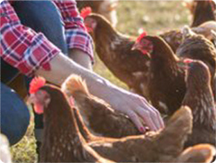 Landwirtschaft check