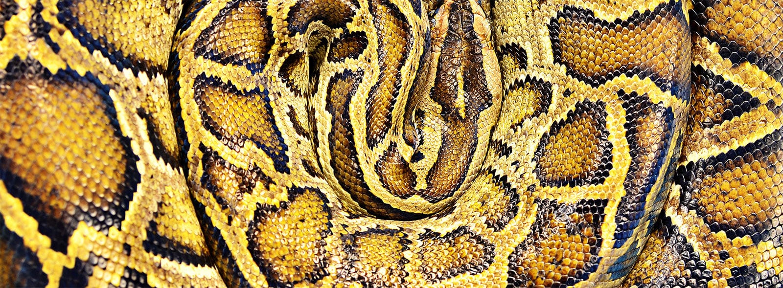 Python Round Wallpaper Mural