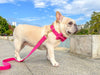 summer dog collars and trendy dog harness