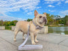 frenchie dog collar leash set in grey