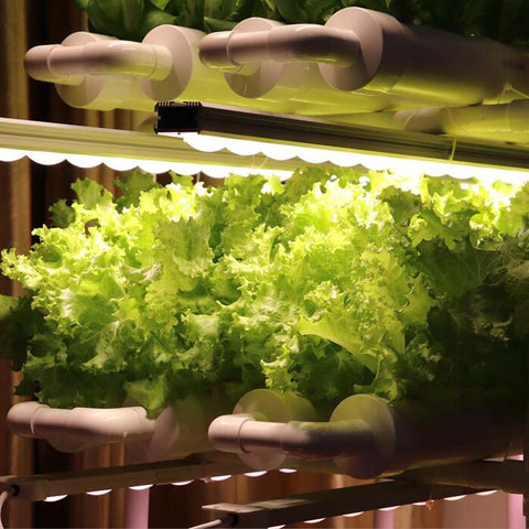 Grow lettuce and tomatoes indoors with me – No fear of spring, summer, autumn and winter
