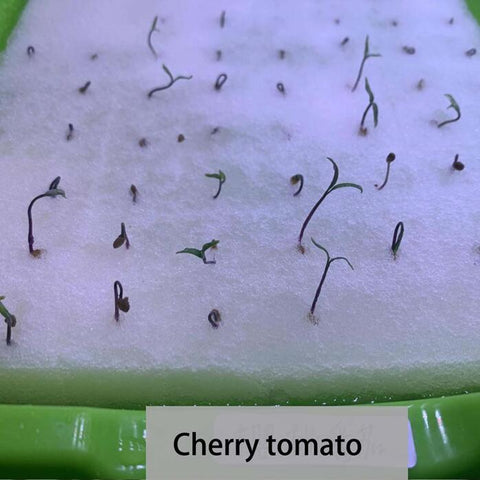 Grow lettuce and tomatoes indoors with me – No fear of spring, summer, autumn and winter