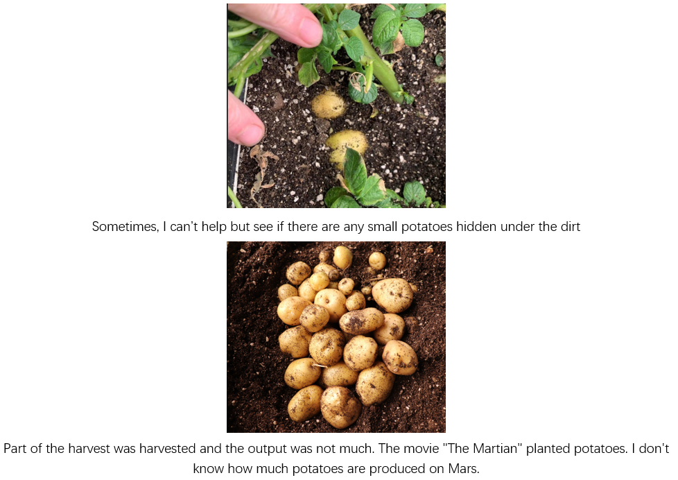 The growth of Marco’s small potatoes--Koray