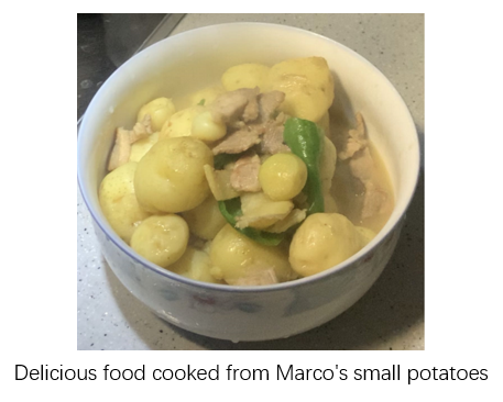 The growth of Marco’s small potatoes--Koray
