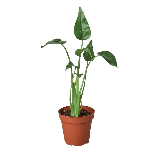 Alocasia Tiny Dancer Houseplant