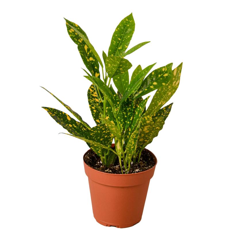 Croton Gold Dust Houseplant