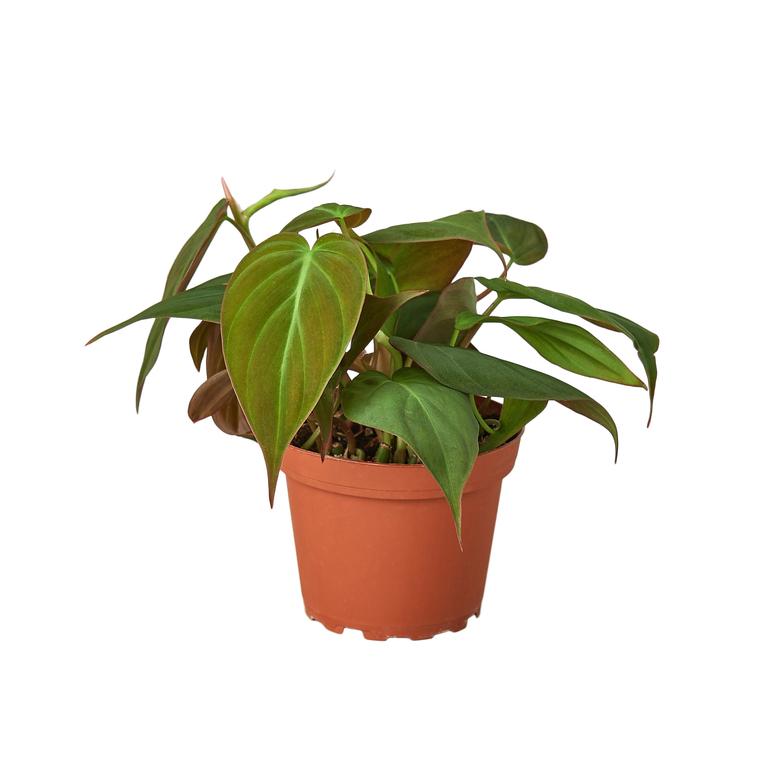 Philodendron Velvet Houseplant