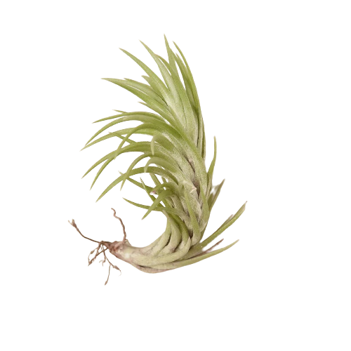 Tillandsia Air Plant Araujei