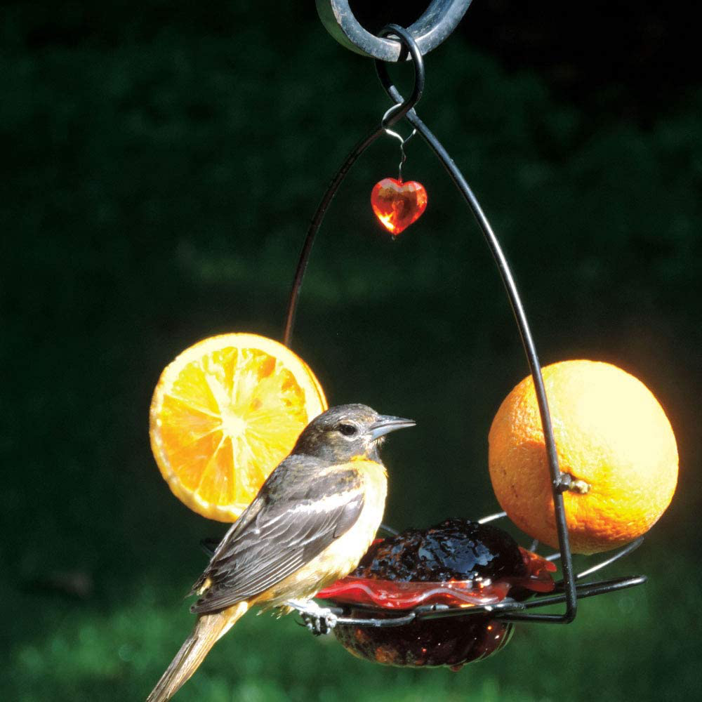 Birds Choice Flower Oriole Bird Feeder Small Orange