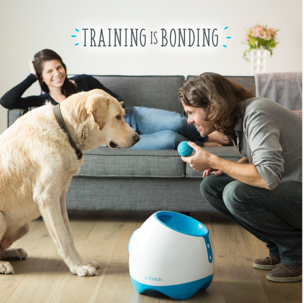 The Best Pet Tech for Safety, Hygiene, and Entertainment