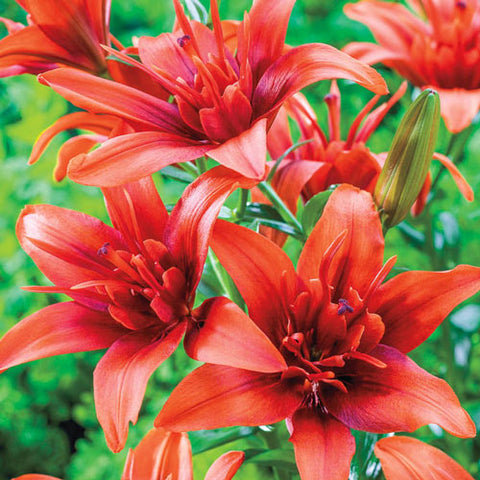 Double Lilium Asiatic Red Twin