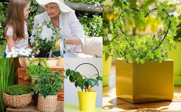 Garden Metal Trellis for Climbing Outdoor plants-2 Pack