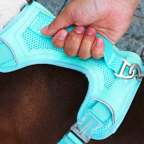 Dog leashes