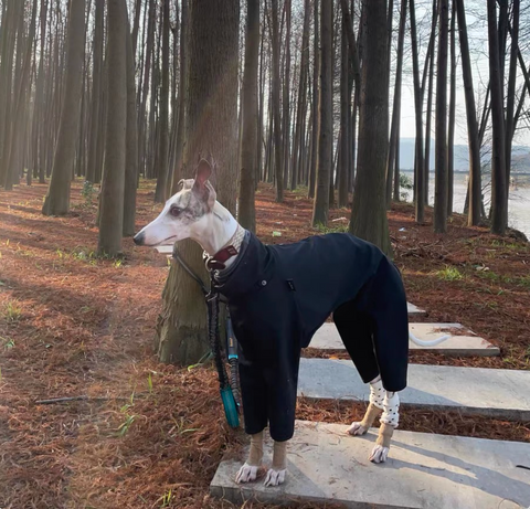 OutdoorJacket Raincoat for Italian greyhound Whippet