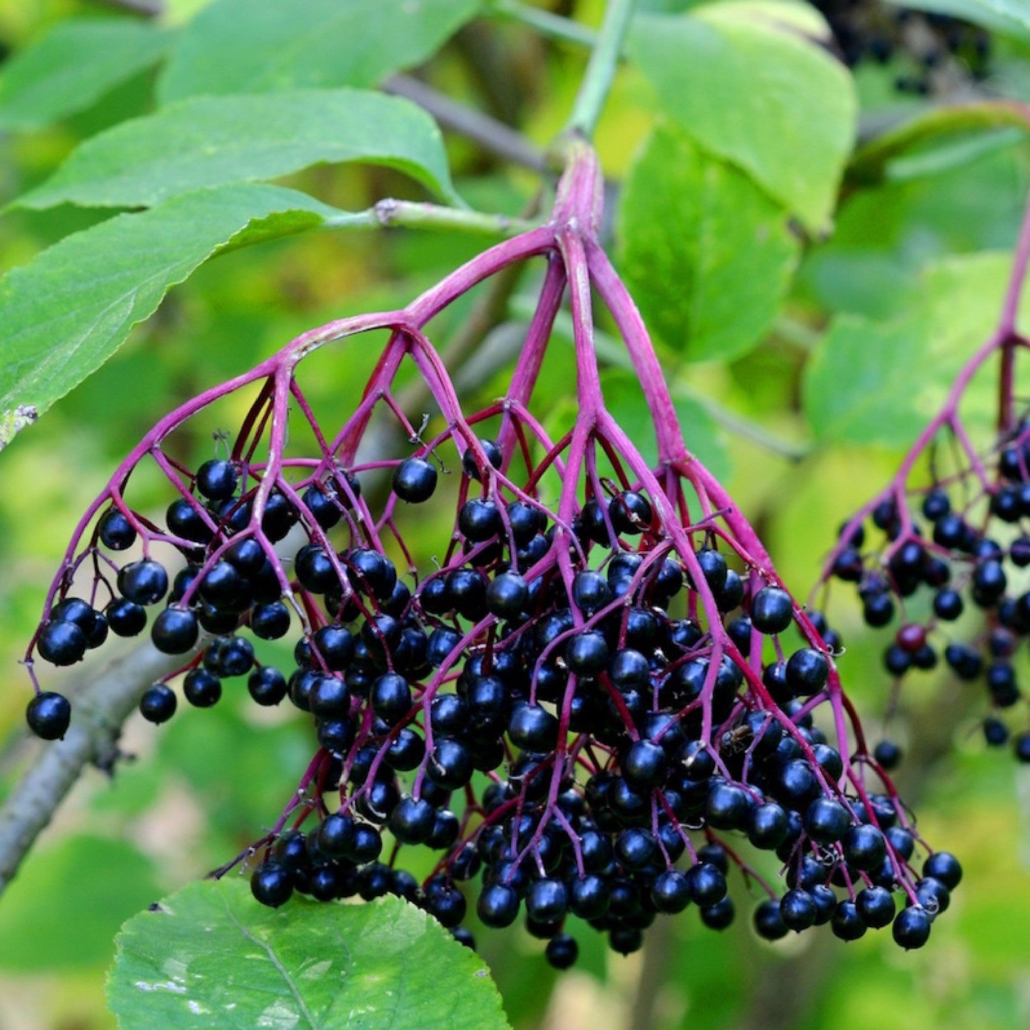 2 Elderberry Fruit Extract 10:1 - Two Ingredients
