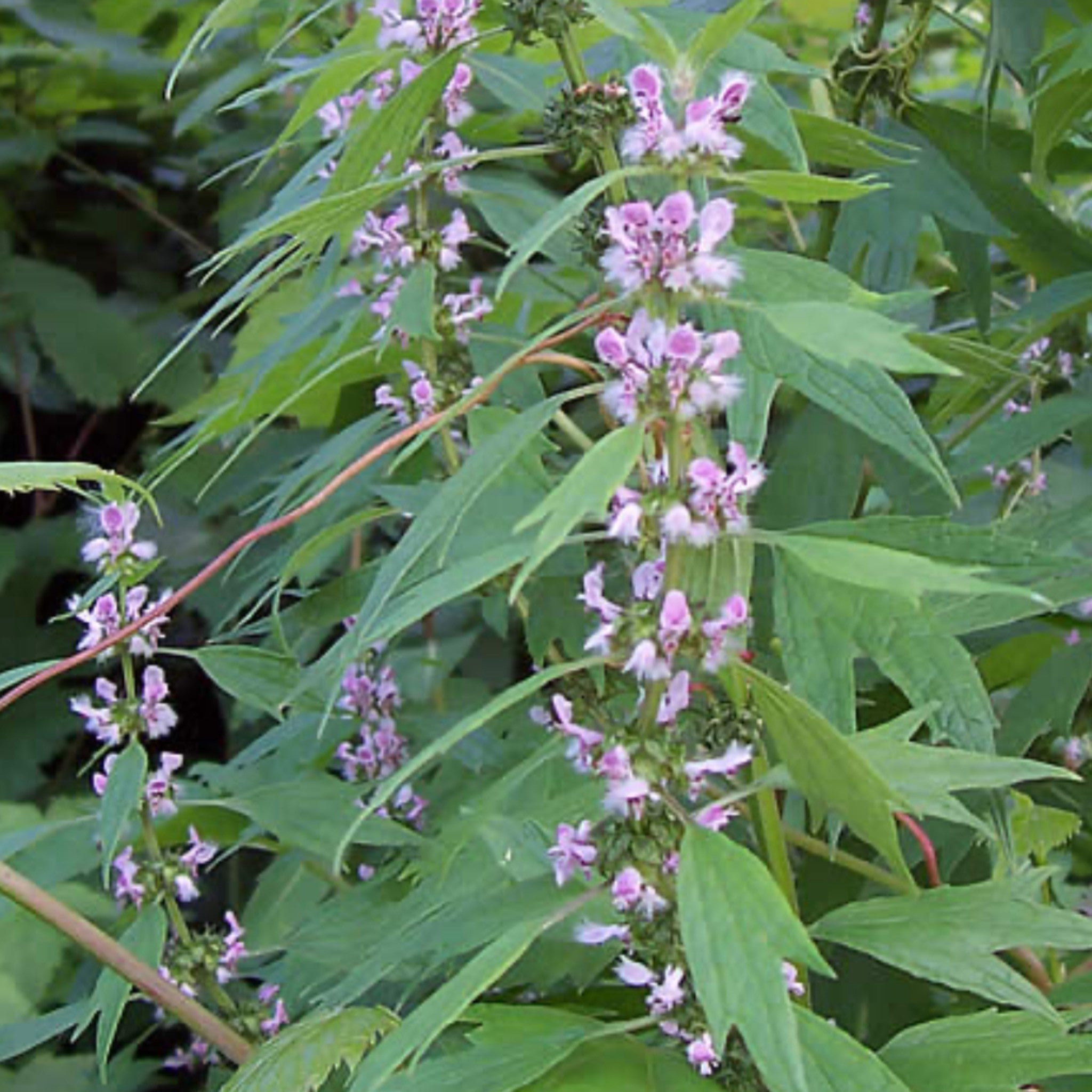 3 Motherwort Extract 10:1 - Three Ingredients