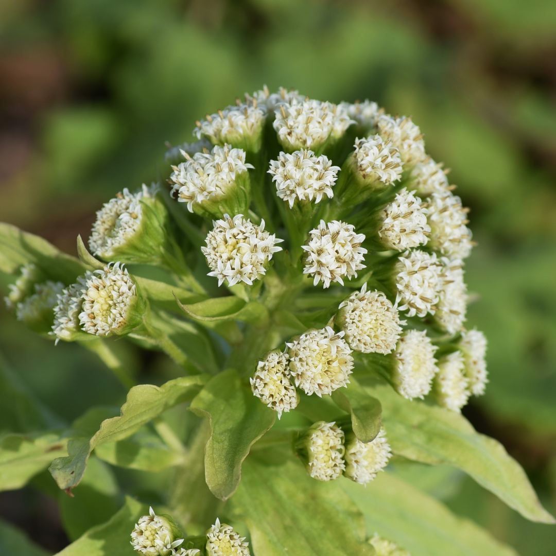 2 Butterbur Extract 10:1 (Petasites Japonicus) - Two Ingredients