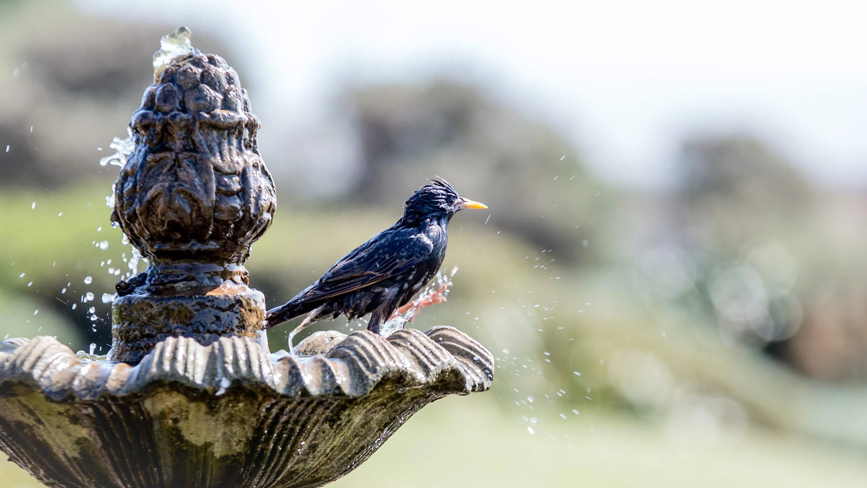 was ist ein Vogelbad