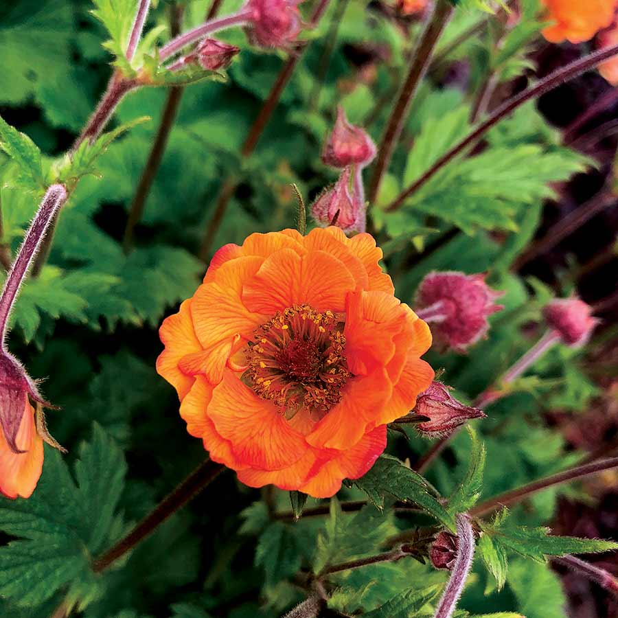 Geum Tempo Orange