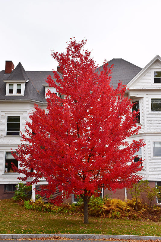 Sun Valley Japanese Maple