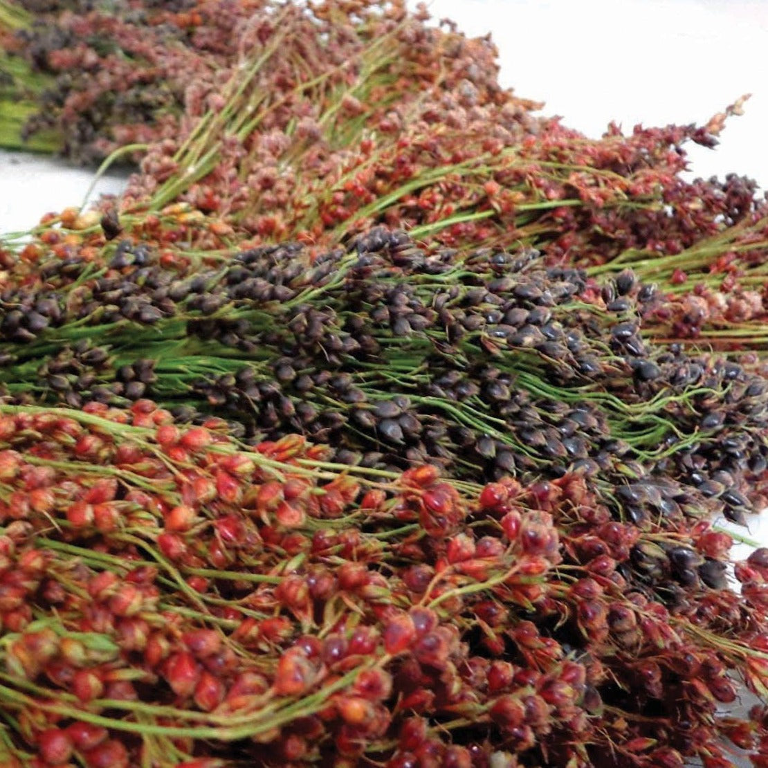 Mixed Colors Sorghum Broomcorn