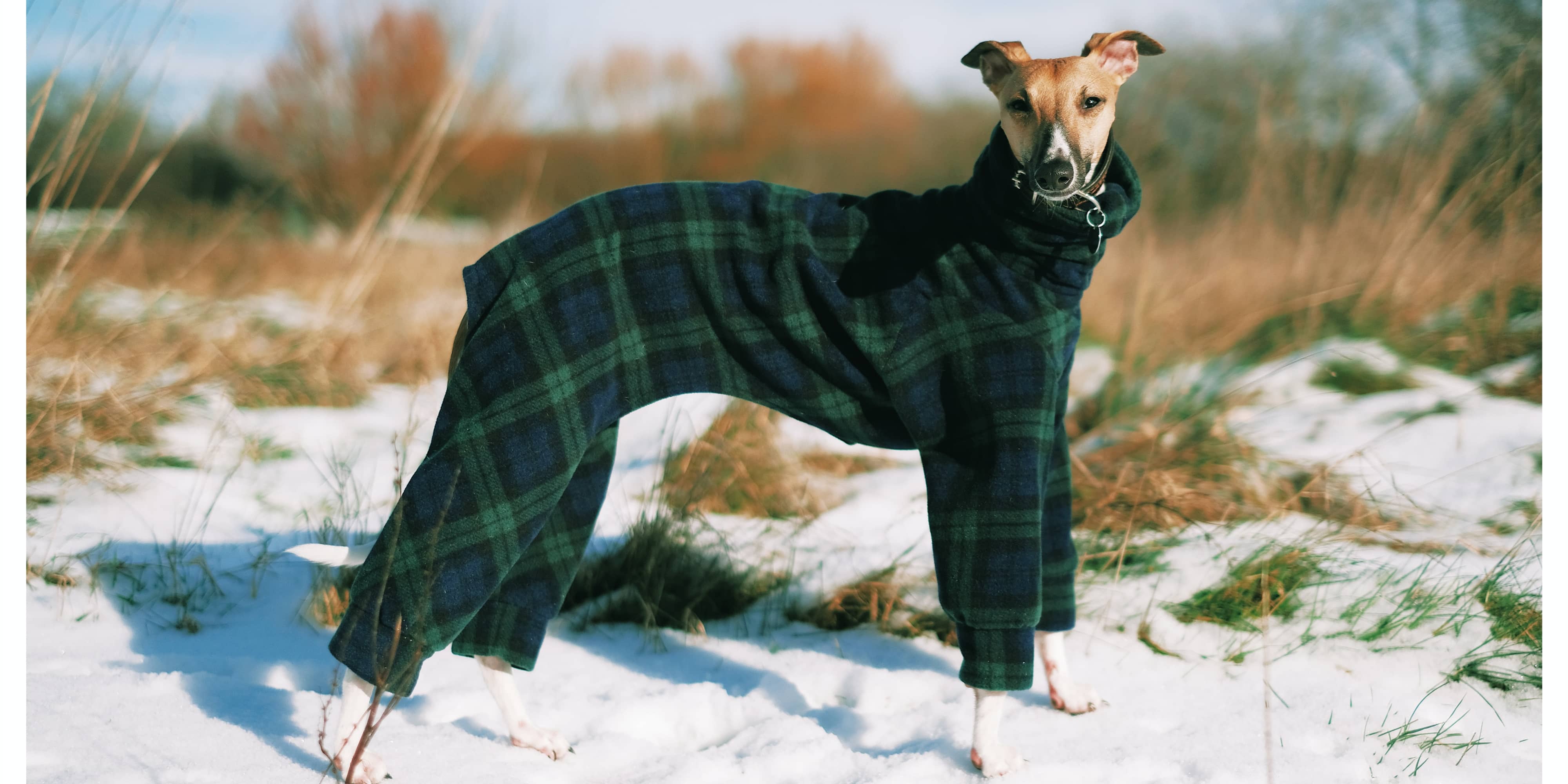 How-to-choose-dog-winter-coat-ThinkPet-Blog-2021