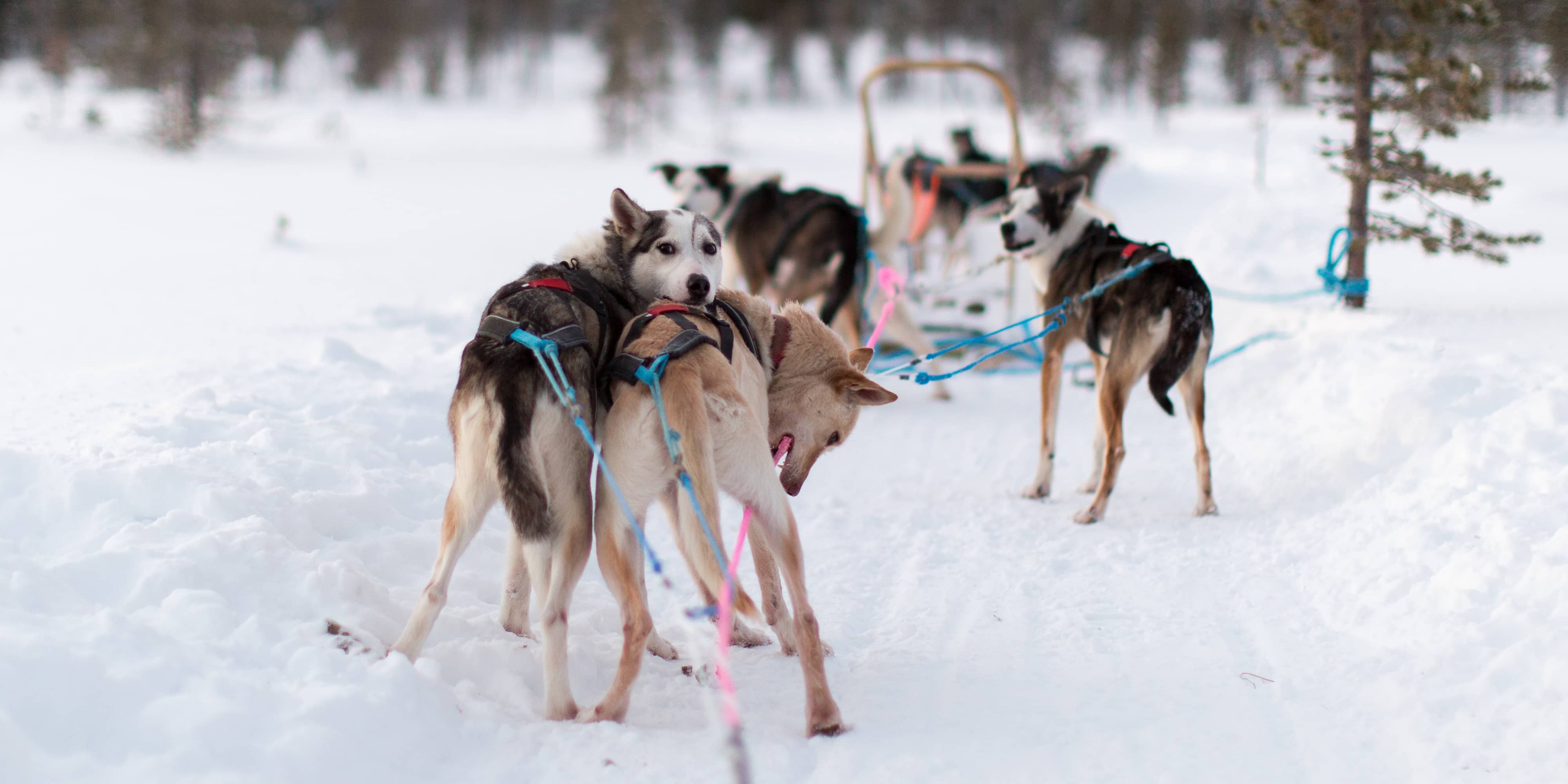 Is-Dog_Winter-Coat_-The_Must-Have_Gear-For_-Winter-ThinkPet-Blog-2021