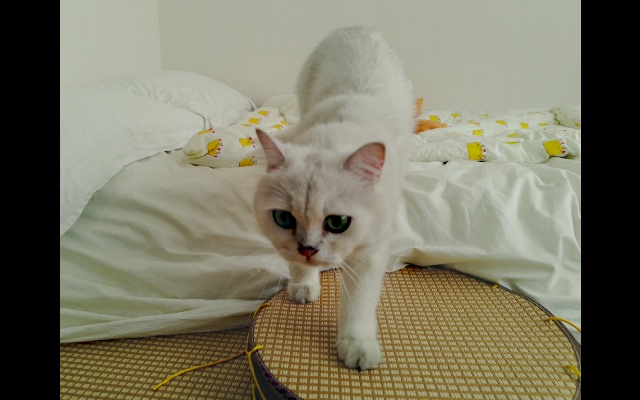 QooCam EGO x Lume pad Quick User Guide