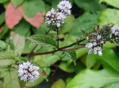 Mentha pulegium (Pennyroyal) MG CC