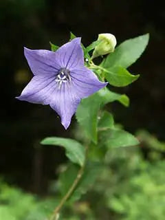 Platycodon grandiflorus (Balloon Flower) MG CC